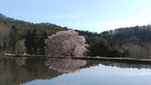 水面にうつる桜