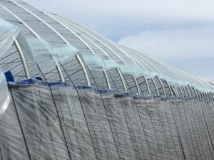 ビニールハウス