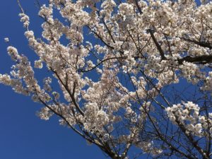 青空と桜