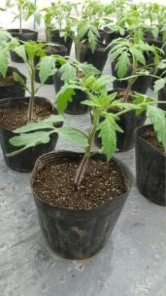 トマトの苗