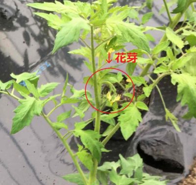 トマトの花芽