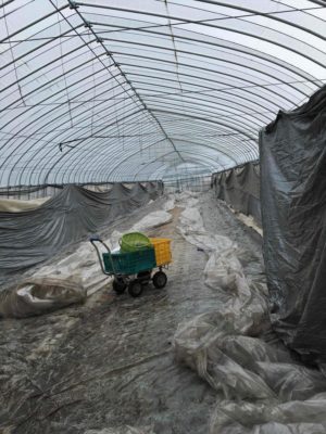 育苗ハウス