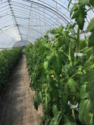トマトハウス内