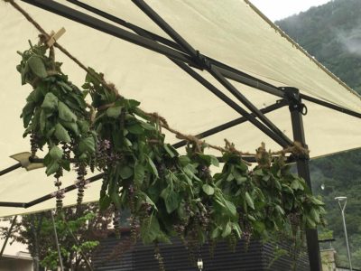 ホーリーバジル