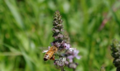 花粉をつけたはち