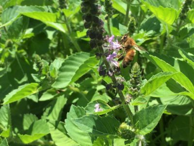 ホーリーバジルとはち