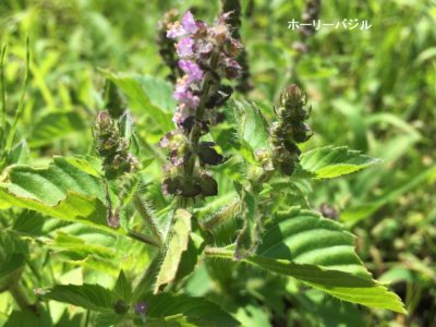 ホーリーバジル
