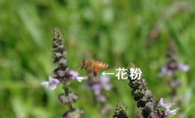 花粉をつけたはち