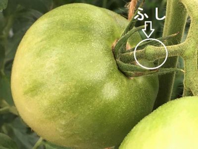 トマトのふし