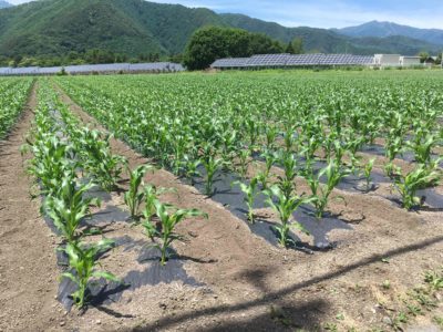 とうもろこし中