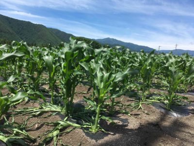とうもろこし大